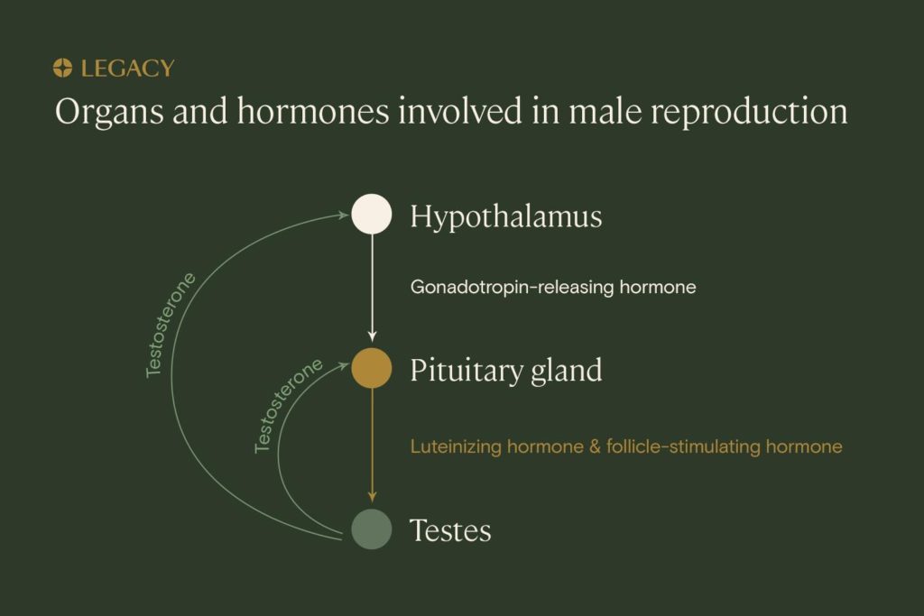 legacy graphic of organs and hormones involved in male reproduction