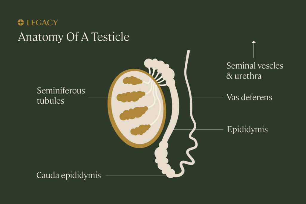 legacy graphic of the anatomy of a testicle